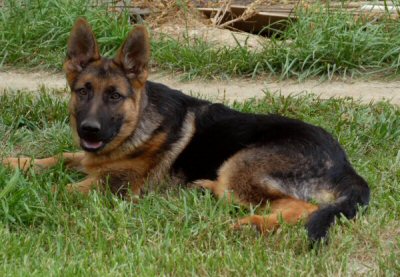 Vom Waldenhaus German Shepherd Breeders - Dierks vom Haus Winheim and ...